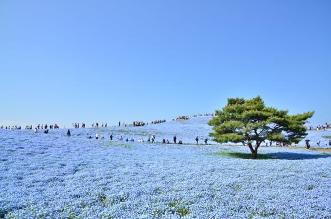 茨城